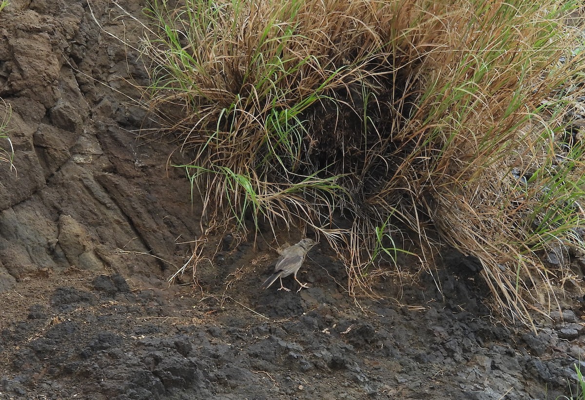 Long-billed Pipit - ML609500857