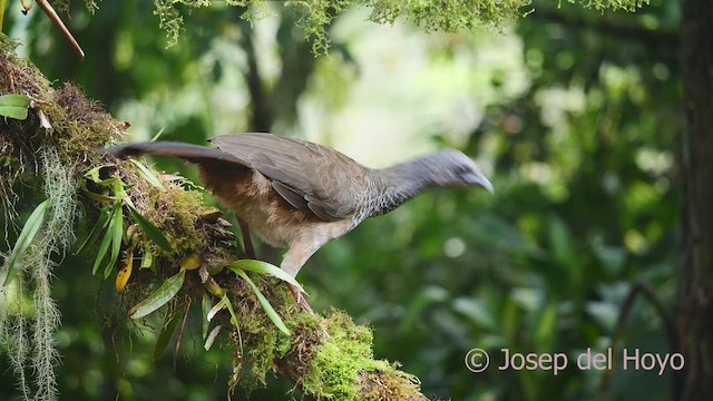 Chachalaca Colombiana - ML609500881