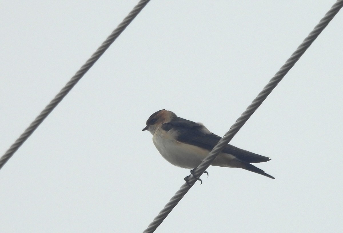 Red-rumped Swallow - ML609500893