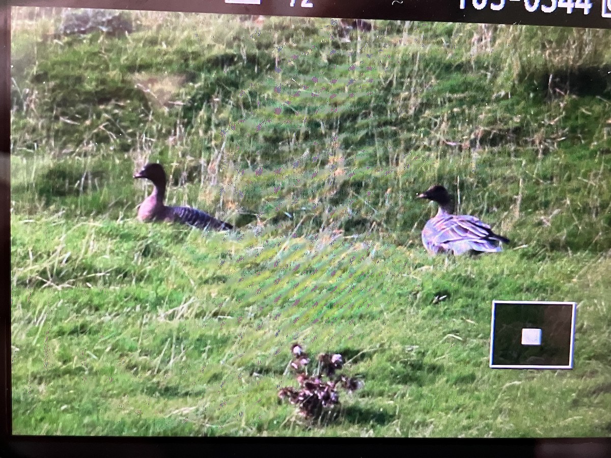 Pink-footed Goose - ML609501056