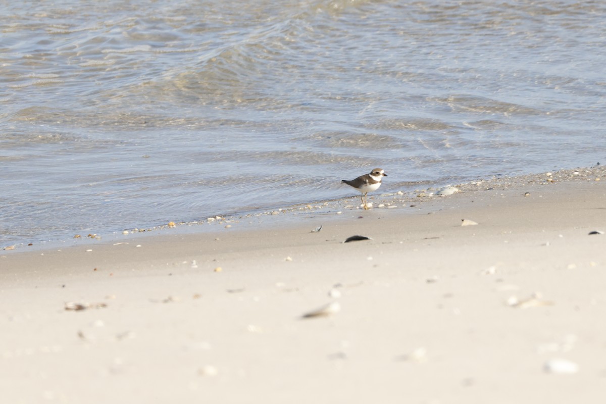 Semipalmated Plover - ML609501058