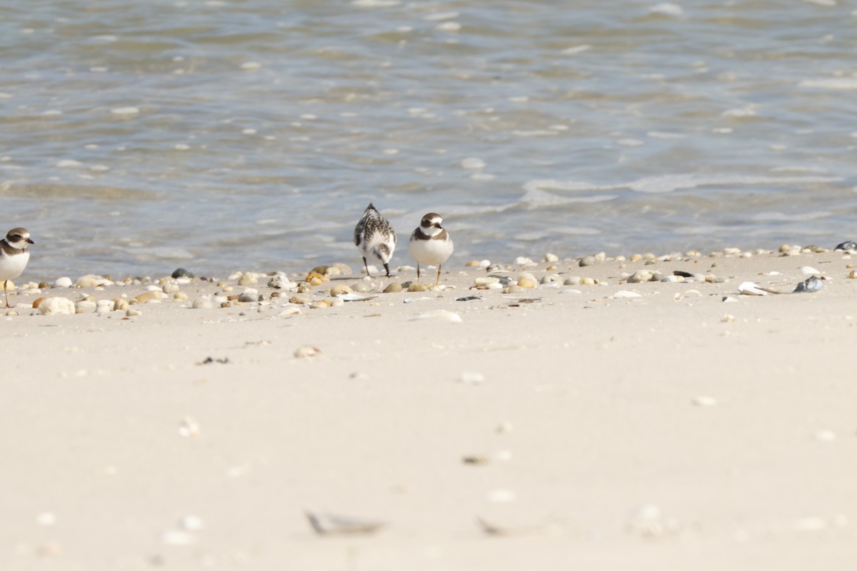 Semipalmated Plover - ML609501103