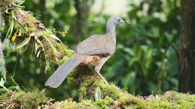 Chachalaca Colombiana - ML609501107