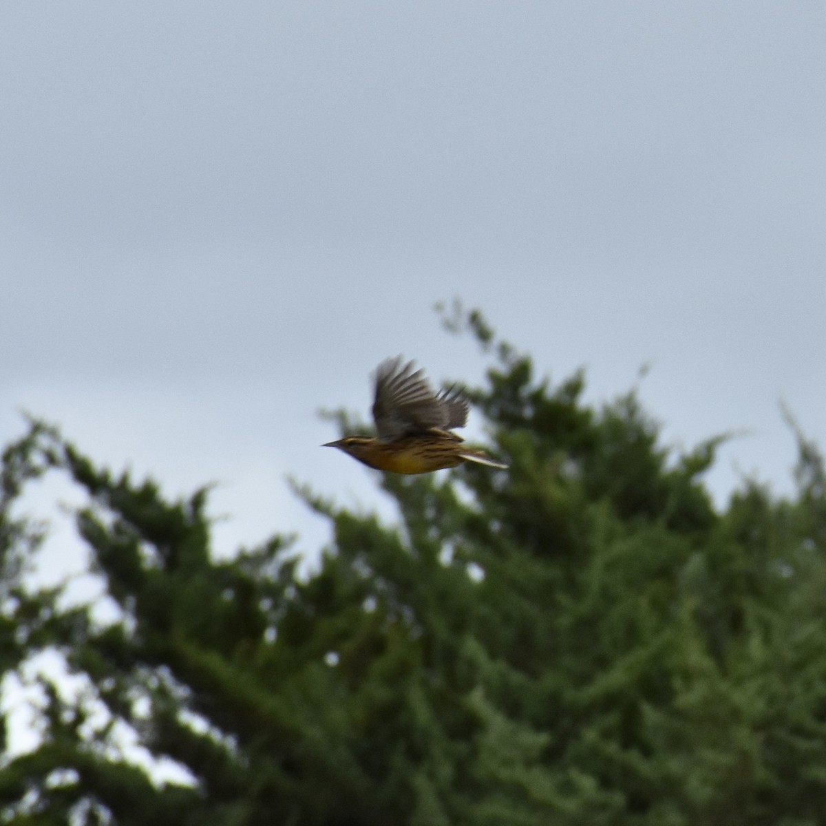 Eastern Meadowlark - ML609501154