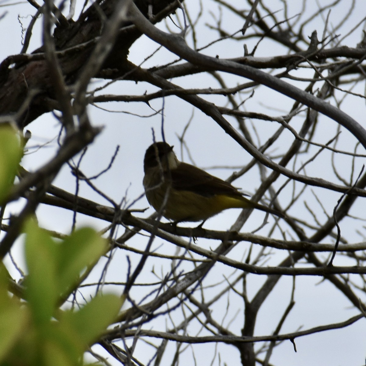 Palm Warbler - Jeremy Braun