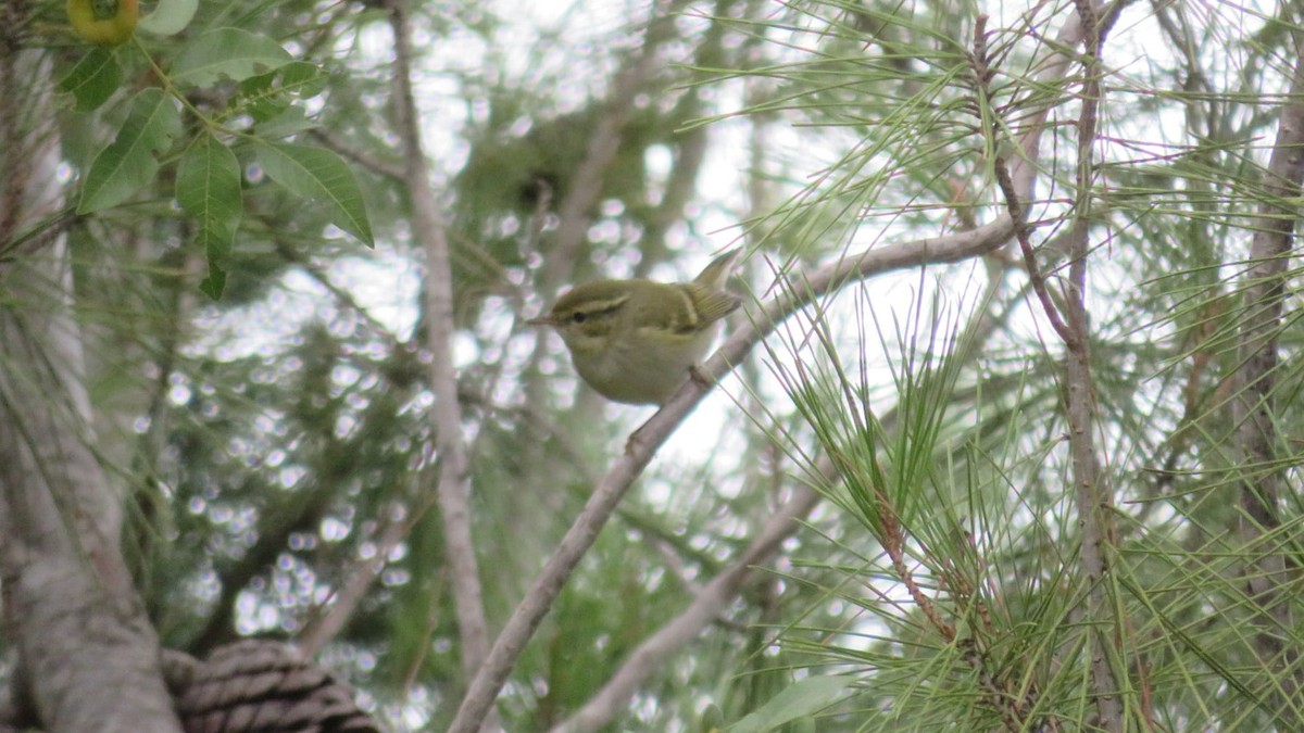 Yellow-browed Warbler - ML609501180