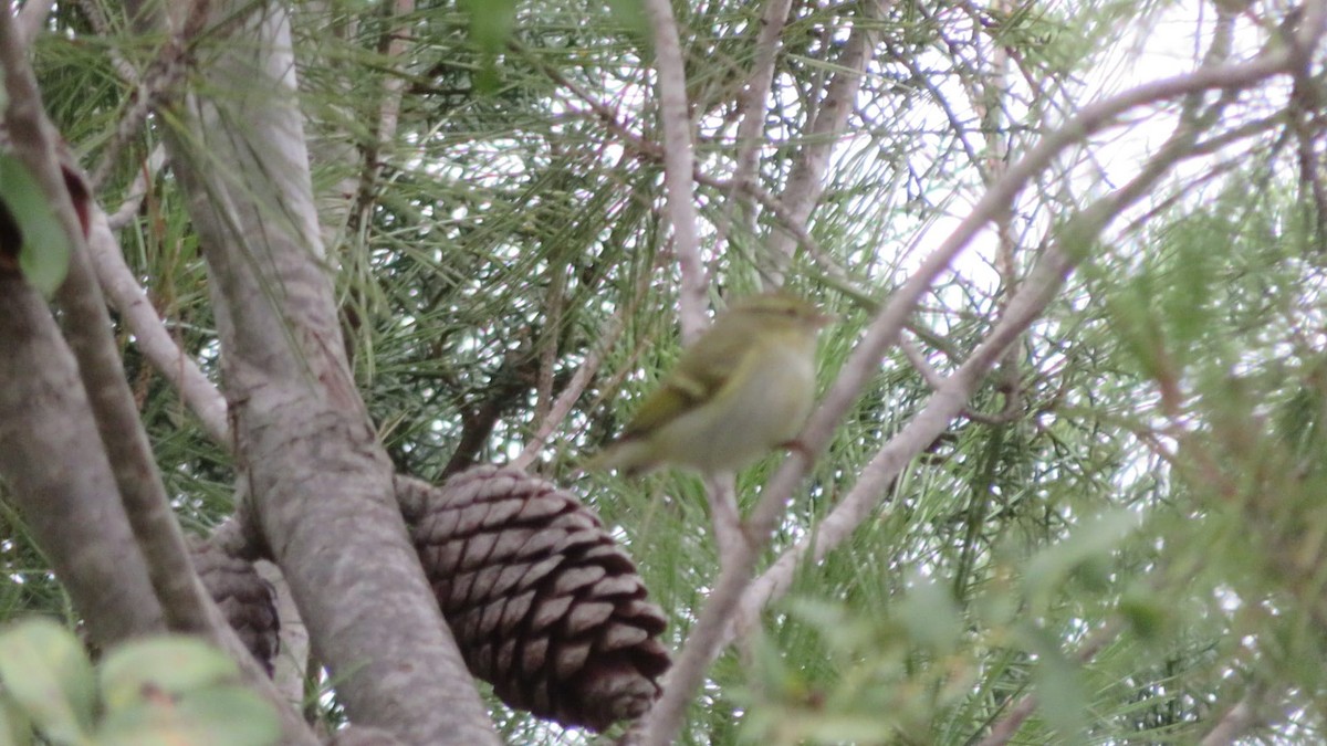 Yellow-browed Warbler - ML609501181