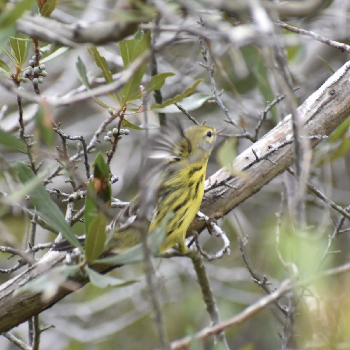 Prairie Warbler - ML609501190