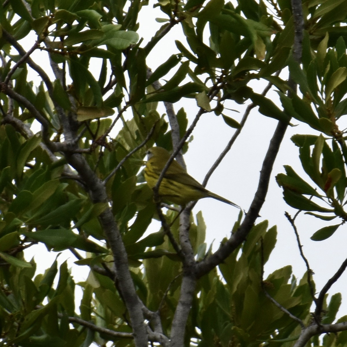 Prairie Warbler - ML609501191