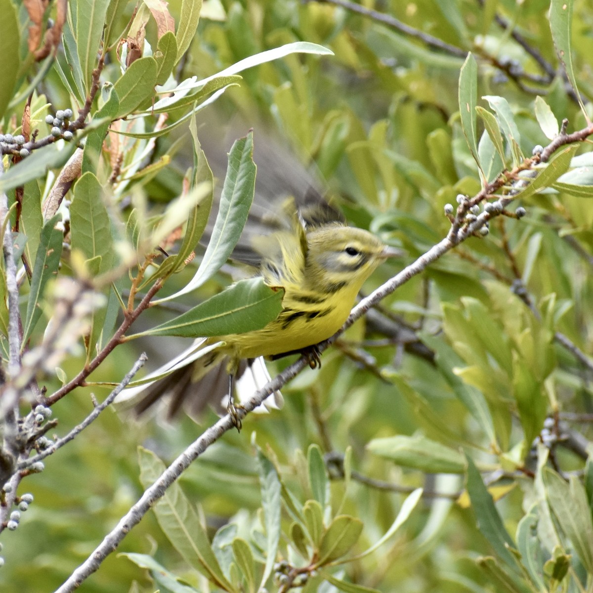 Prairie Warbler - ML609501192