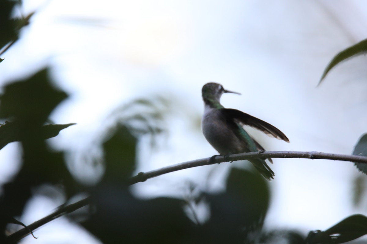 Ruby-throated Hummingbird - Ed M. Brogie