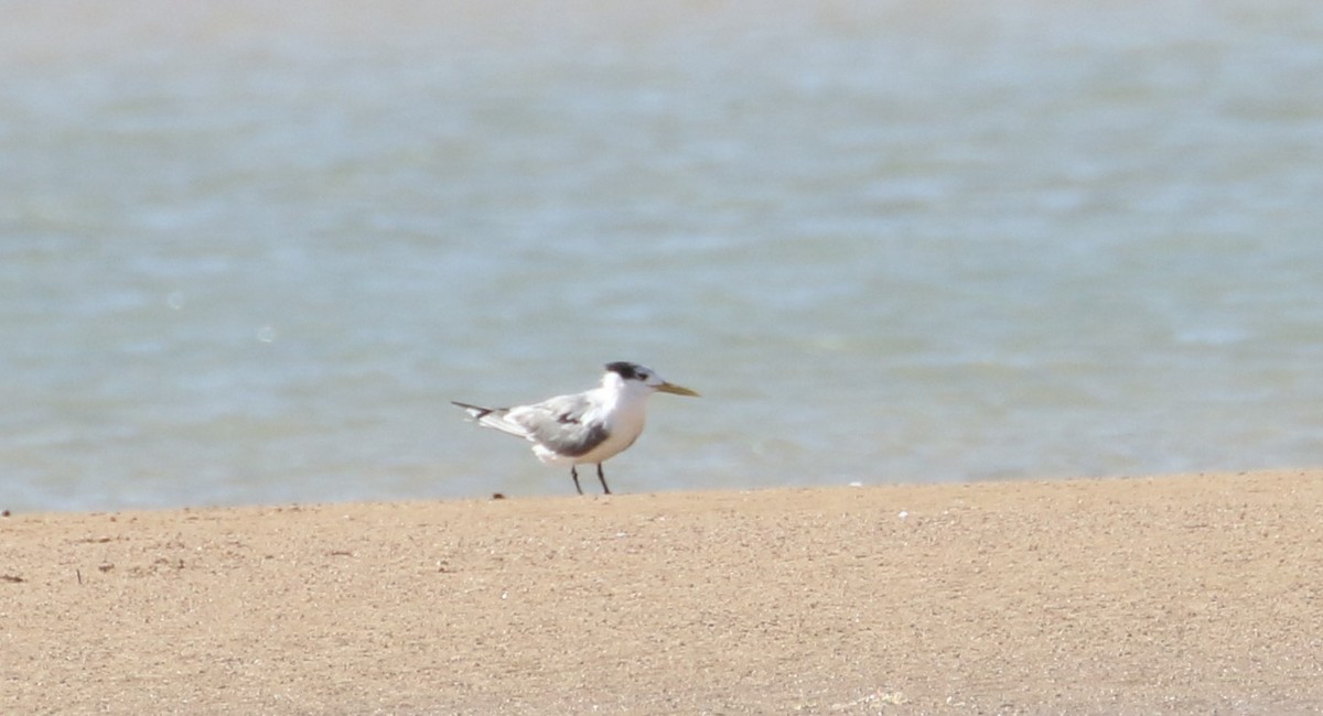 Great Crested Tern - ML609501244