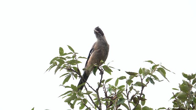 Black-headed Jay - ML609501257