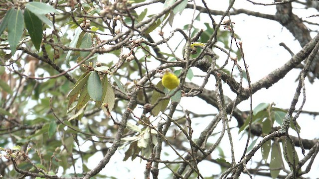 Gray-hooded Warbler - ML609501277