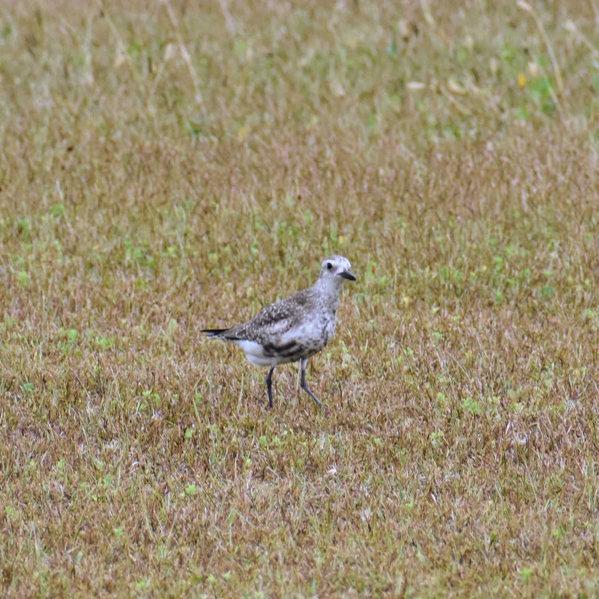 Black-bellied Plover - ML609501289