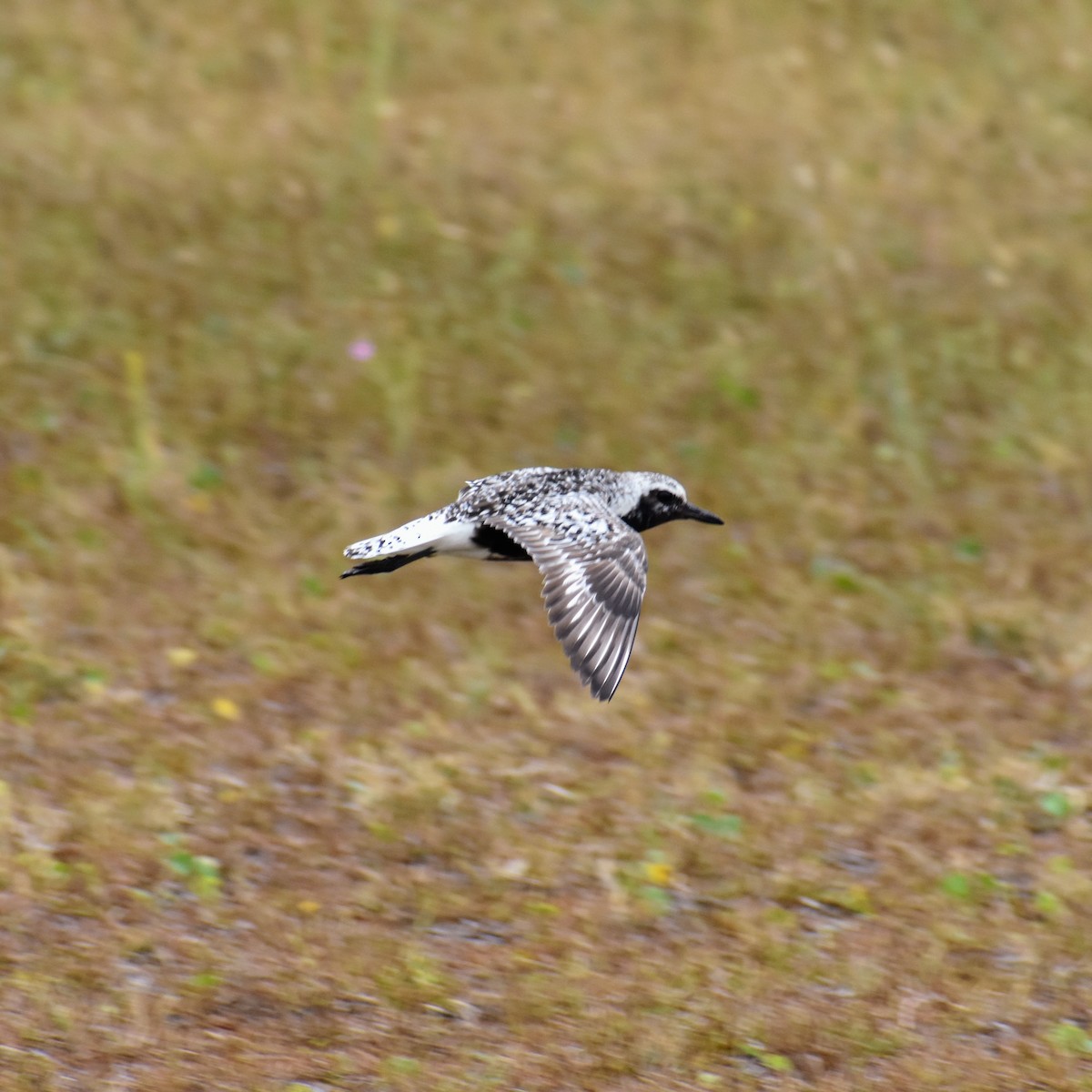 Black-bellied Plover - ML609501291