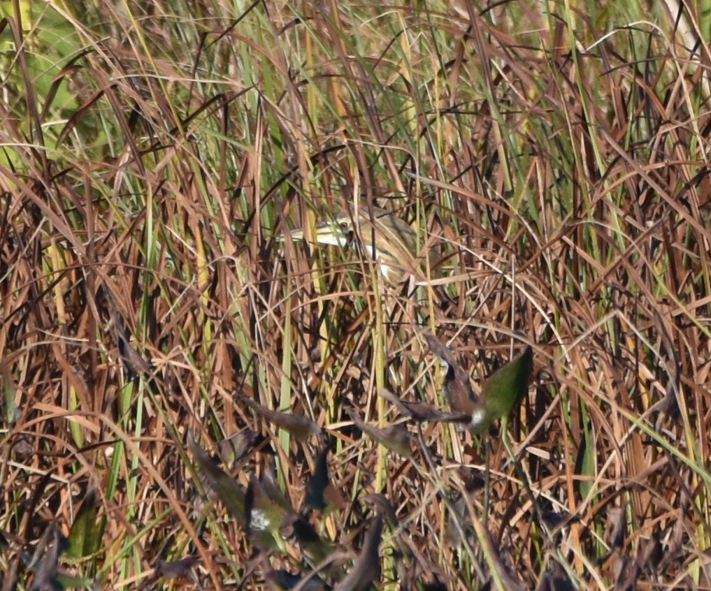 American Bittern - ML609501300