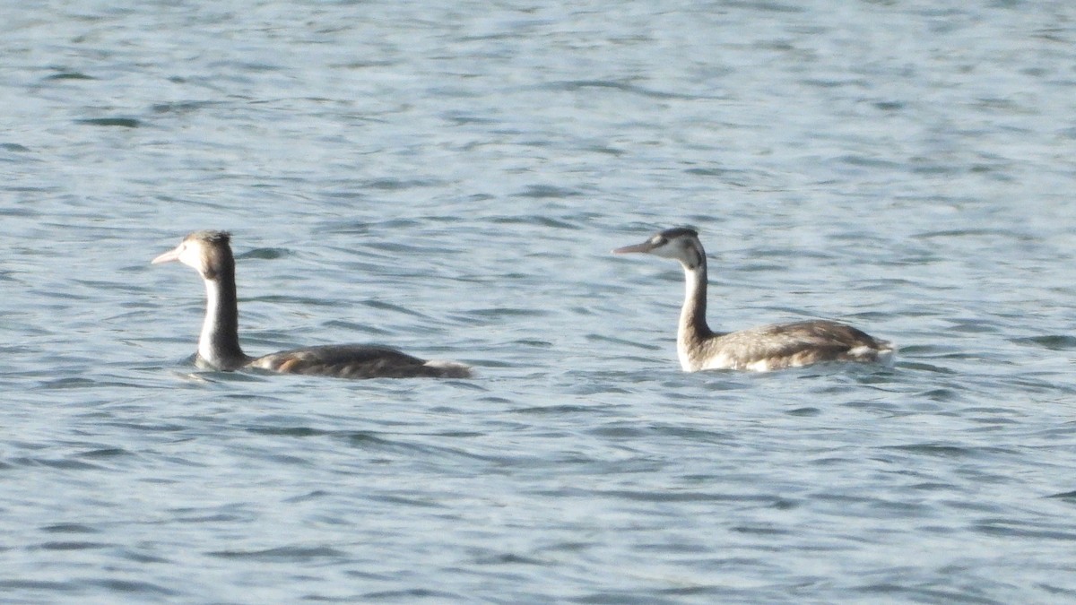 Great Crested Grebe - ML609501313
