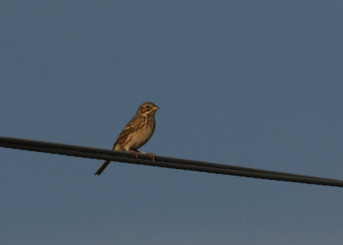 Vesper Sparrow - ML609501333