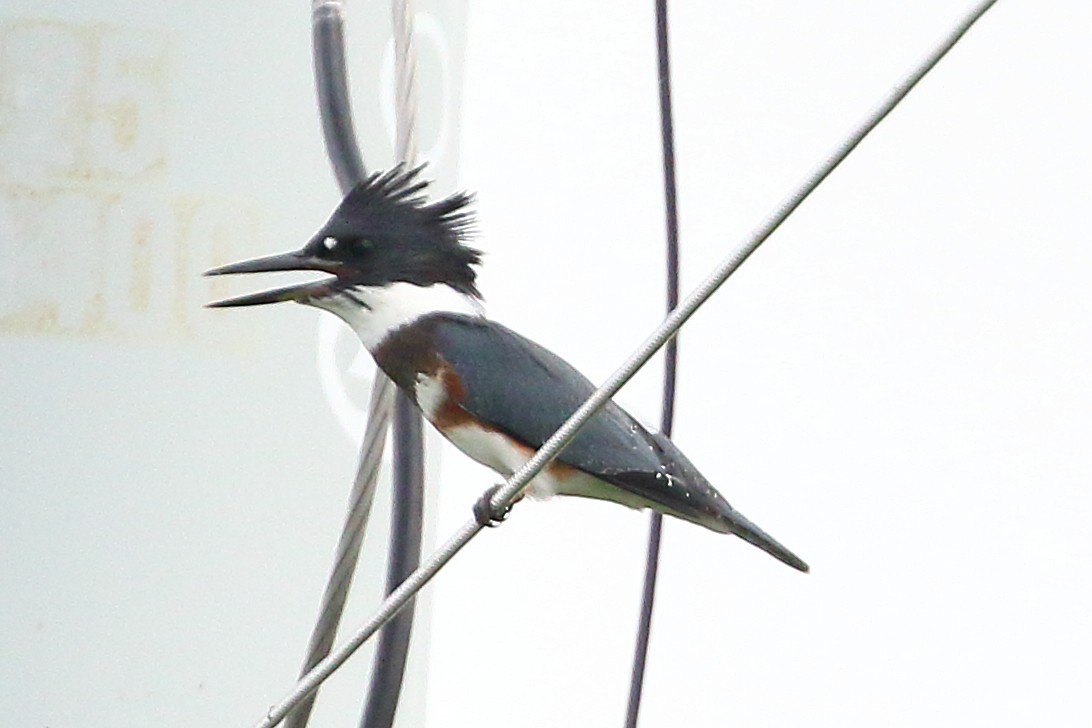 Belted Kingfisher - ML609501379