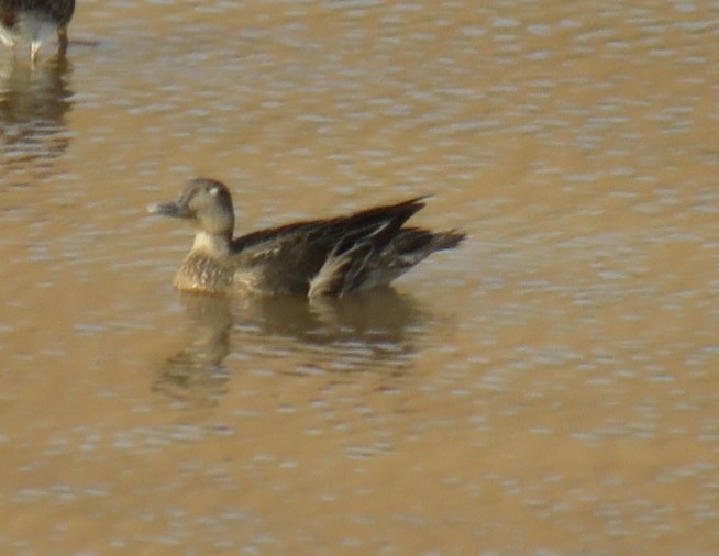 Green-winged Teal - ML609501403