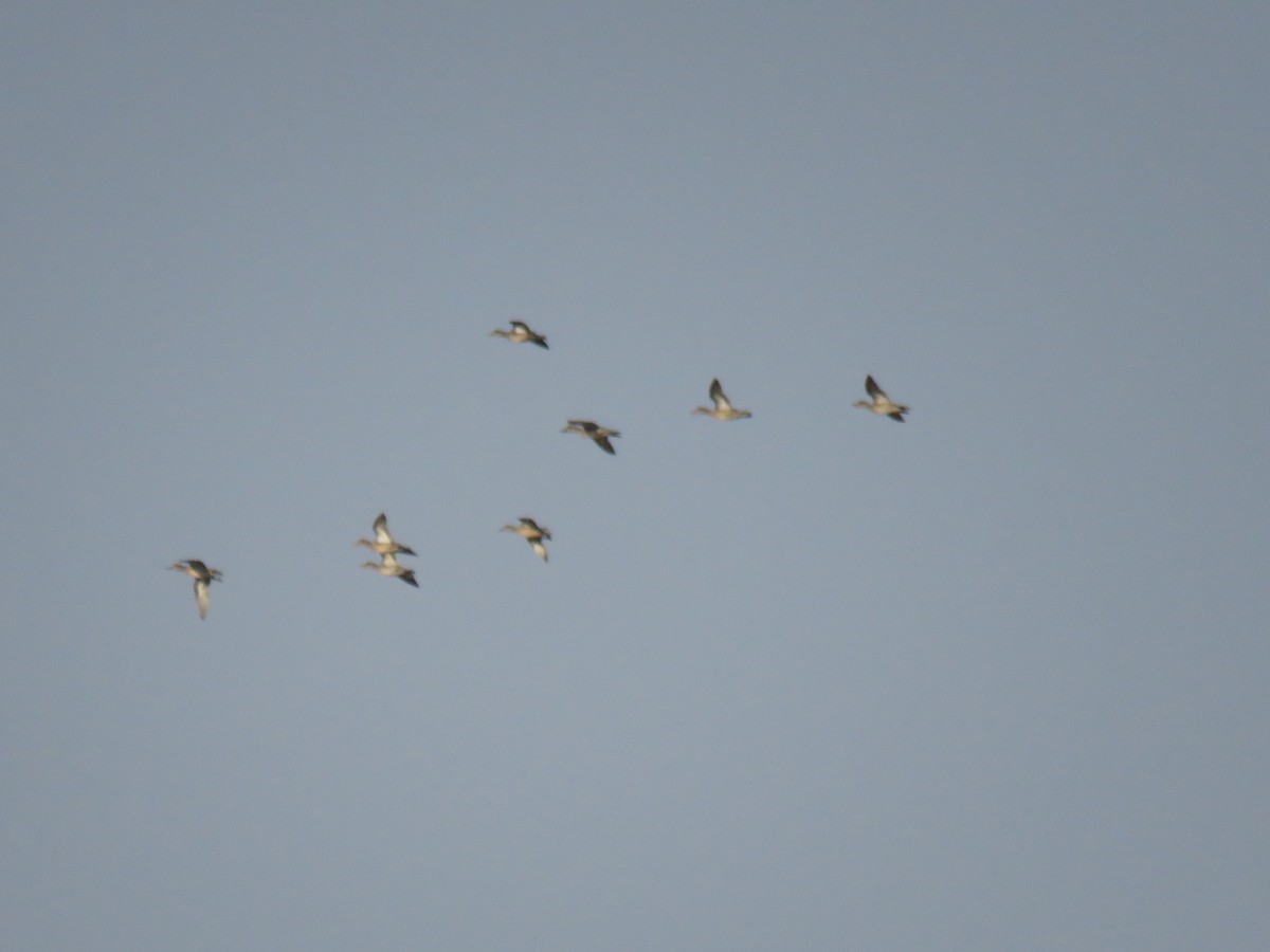 Green-winged Teal - ahmad mohammadi ravesh