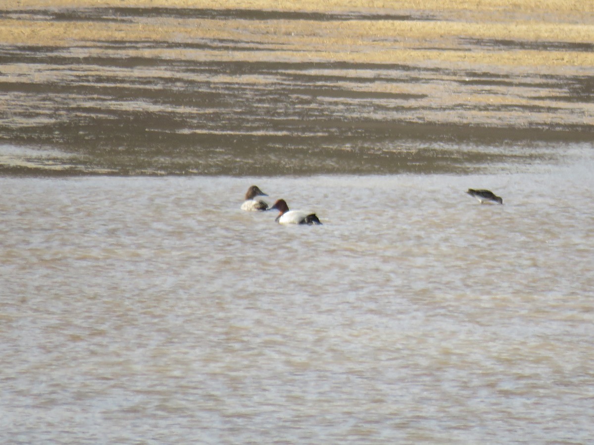 Common Pochard - ML609501469