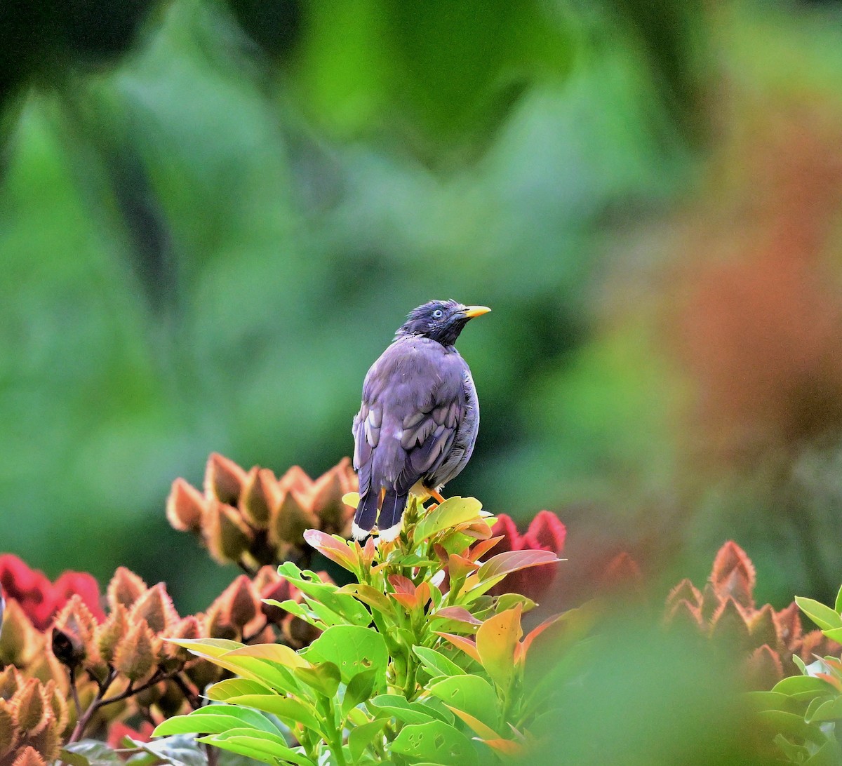 Jungle Myna - Hetali Karia