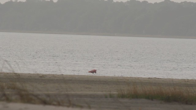 Flamant des Caraïbes - ML609501516