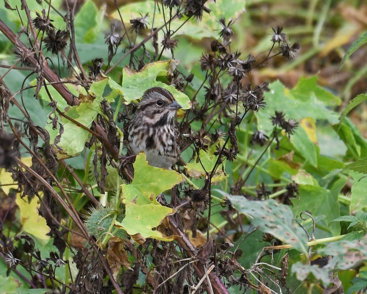 Song Sparrow - ML609501524