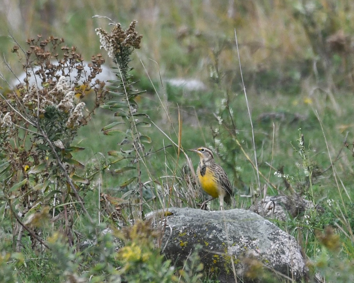 Western Meadowlark - ML609501588