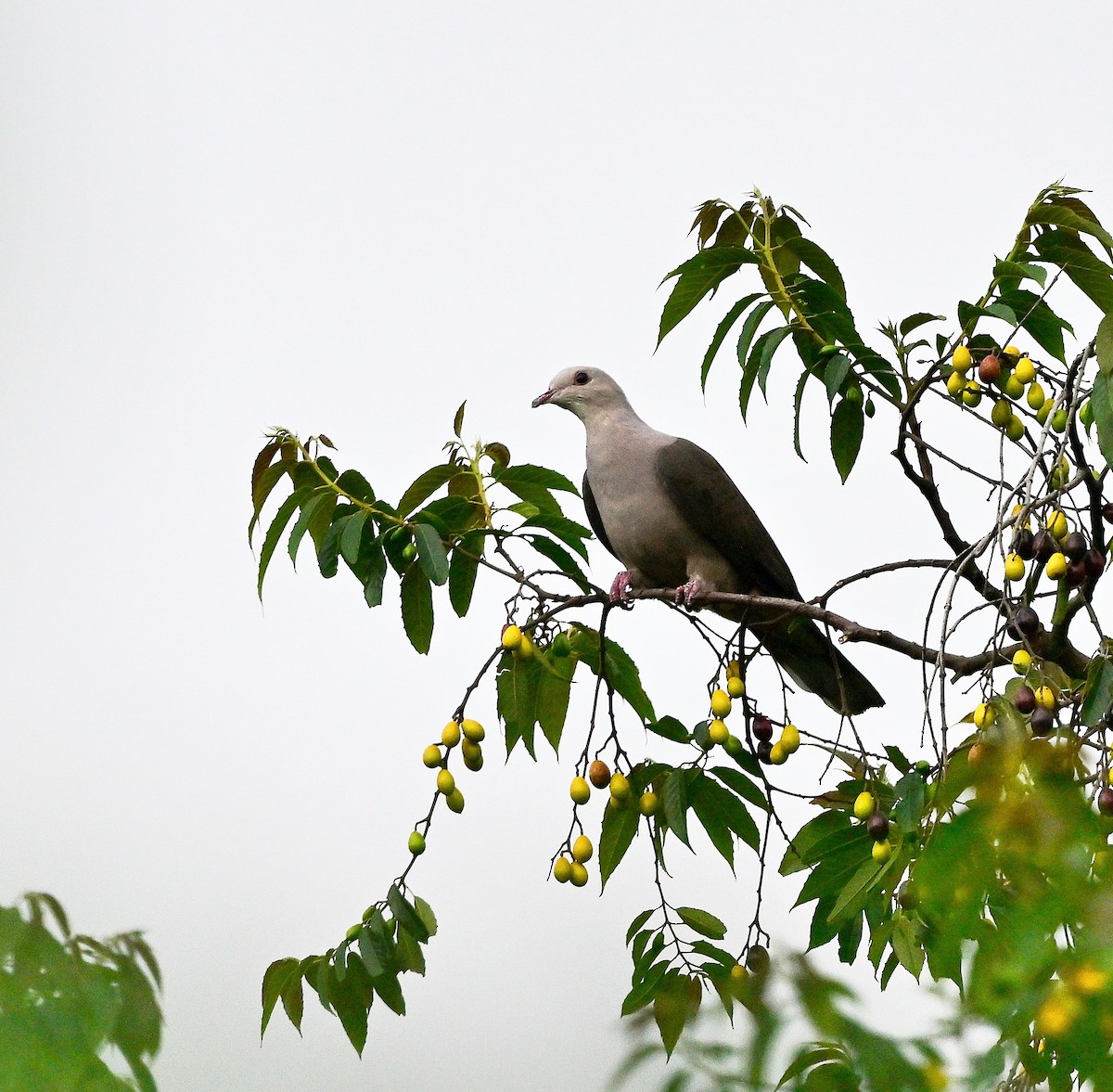 Malabar Imperial-Pigeon - Hetali Karia