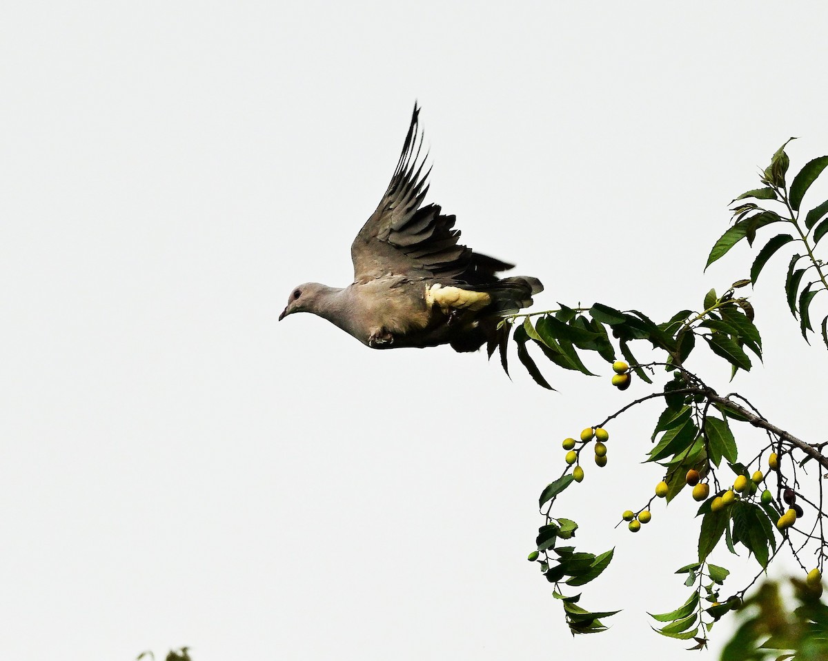 Malabar Imperial-Pigeon - Hetali Karia