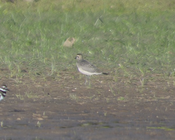 American Golden-Plover - ML609501609