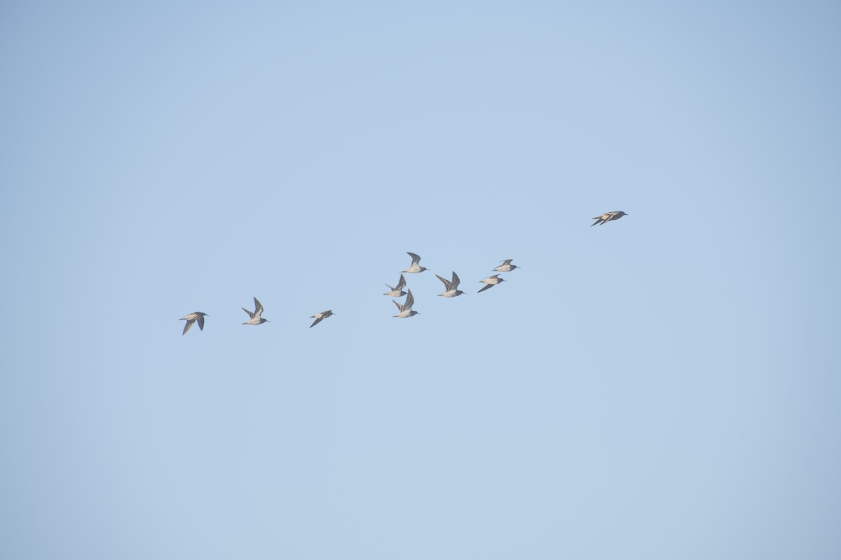 American Golden-Plover - ML609501611