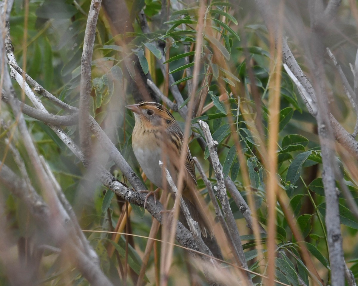 LeConte's Sparrow - ML609501631