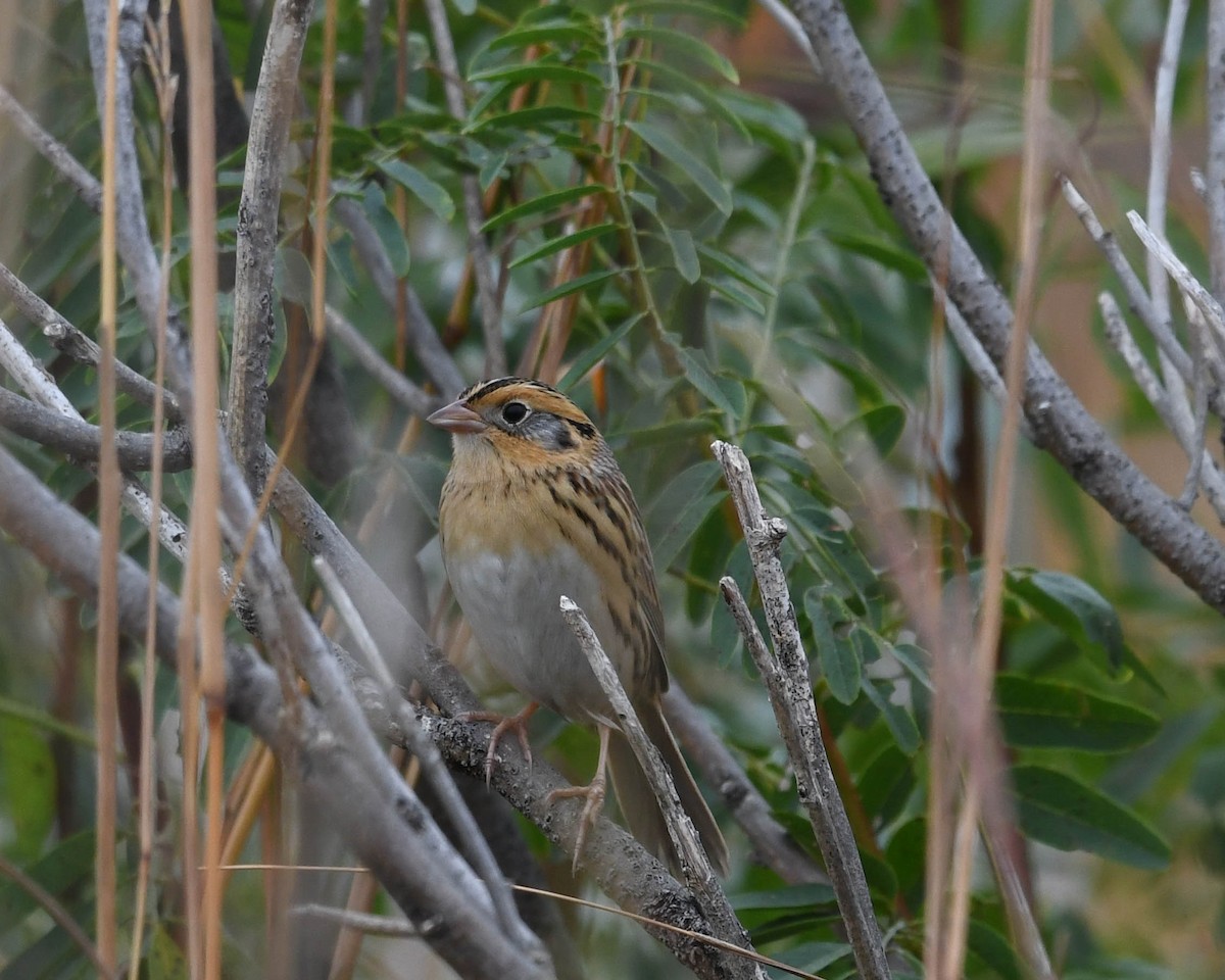 LeConte's Sparrow - ML609501632