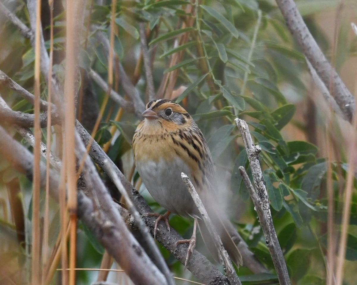 LeConte's Sparrow - ML609501633