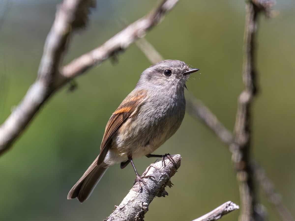 Patagonian Tyrant - ML609501668