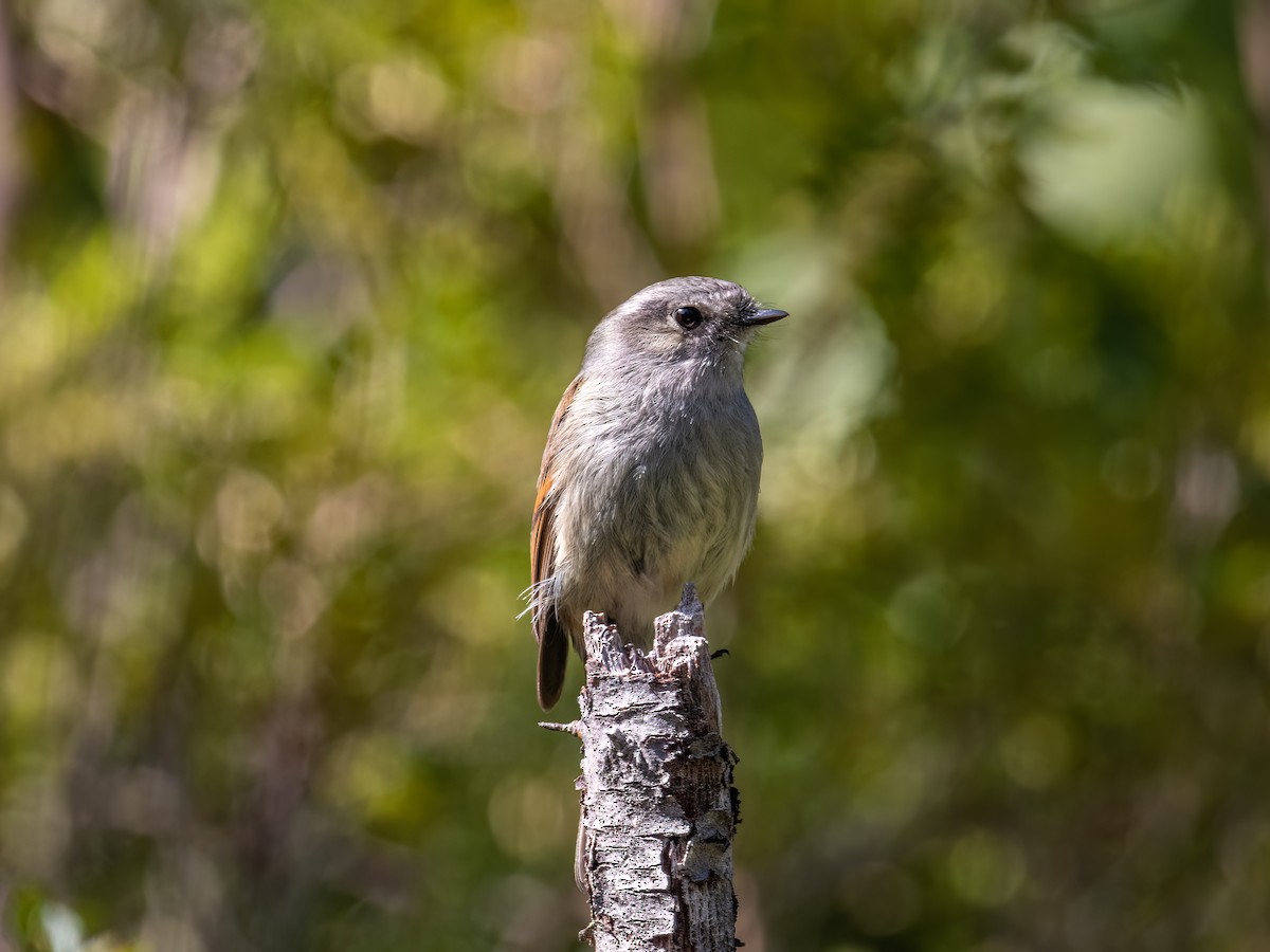 Patagonian Tyrant - ML609501669