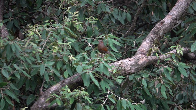 Streaked Laughingthrush - ML609501739