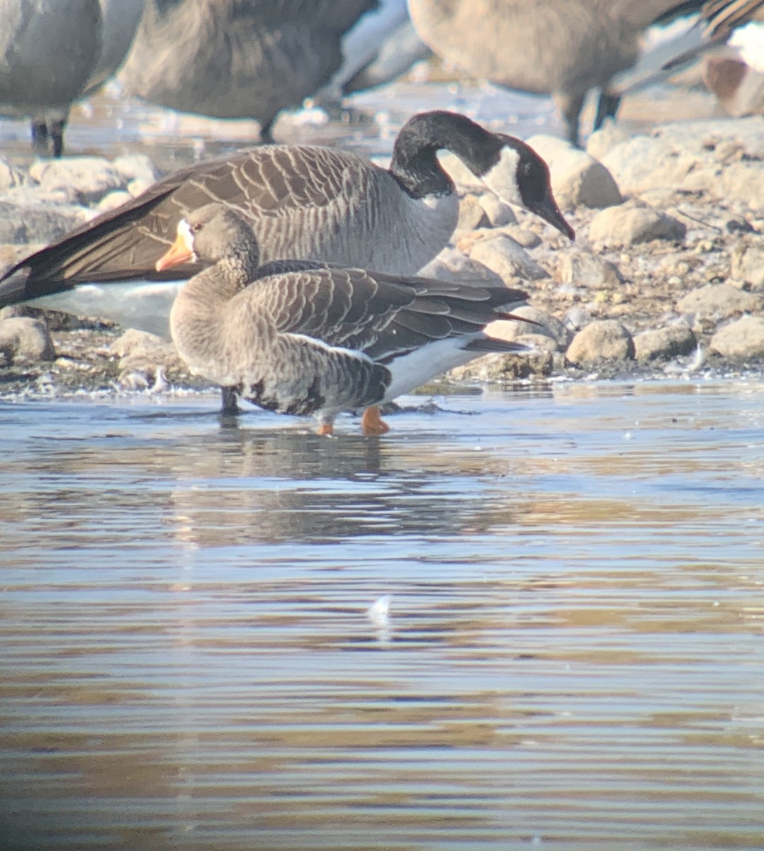 Greater White-fronted Goose - Frank Pinilla