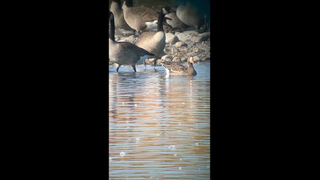 Greater White-fronted Goose - ML609501807