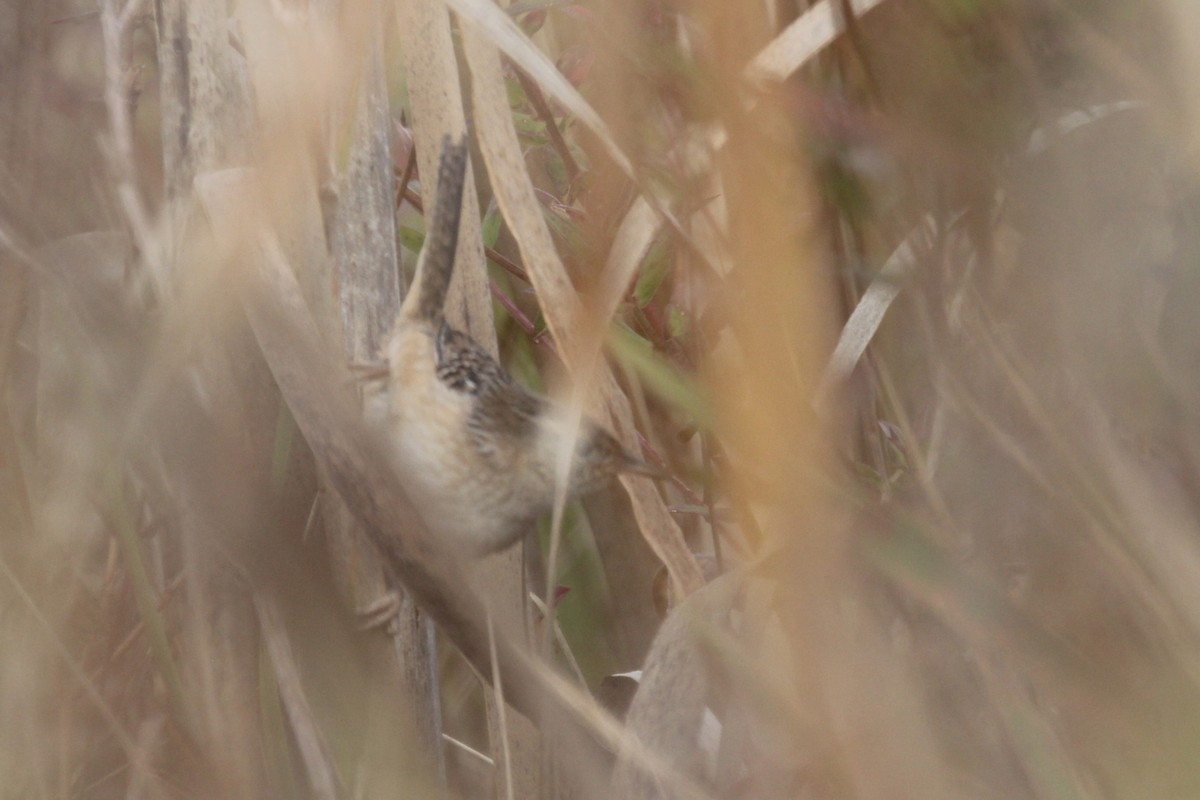 Sedge Wren - ML609501811