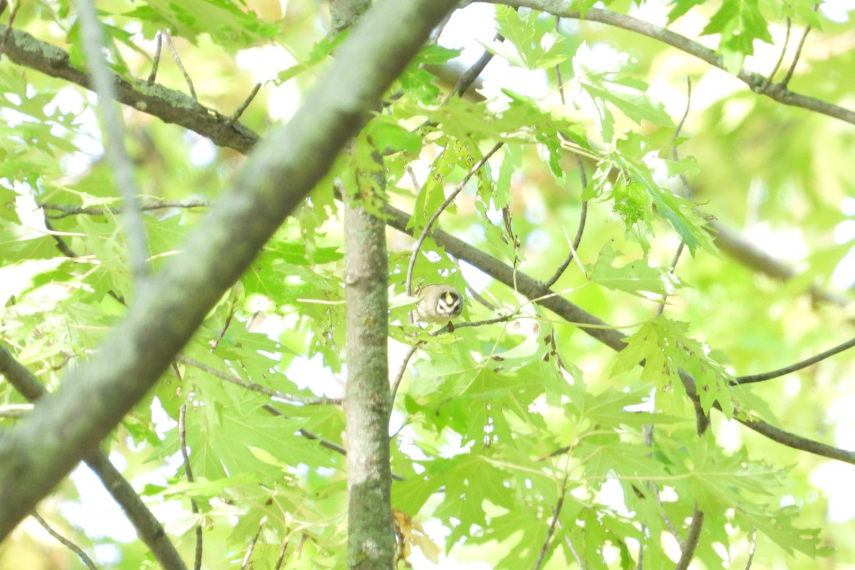 Golden-crowned Kinglet - ML609501829