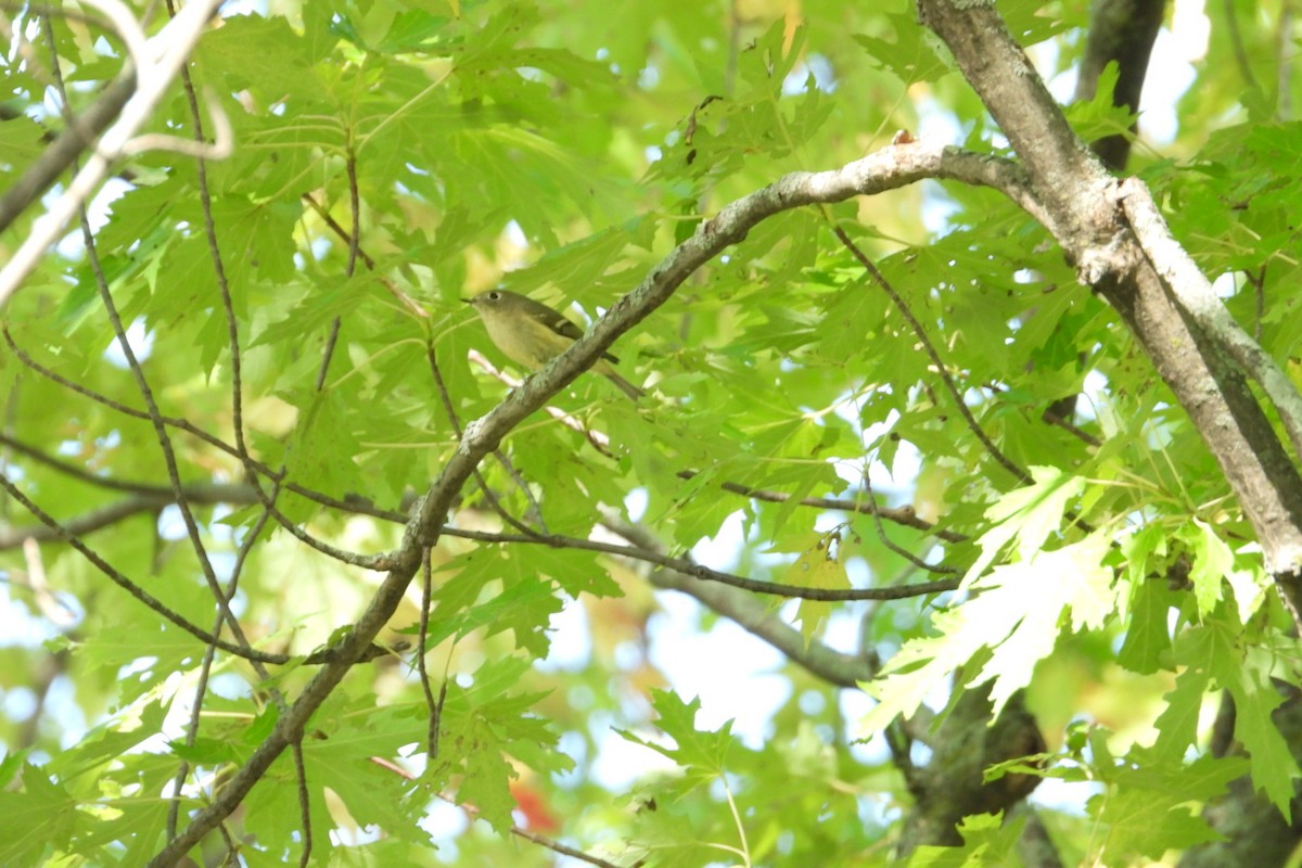 Ruby-crowned Kinglet - ML609501838