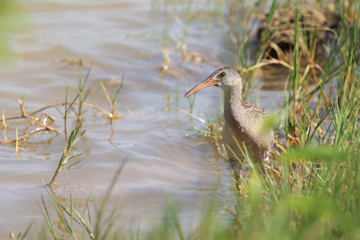 Clapper Rail (Yucatan) - ML609501856