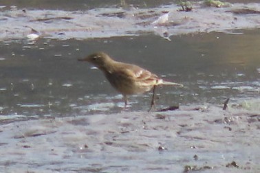 American Pipit - ML609501948