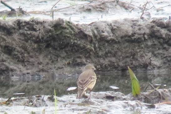 American Pipit - Rebecca Giroux