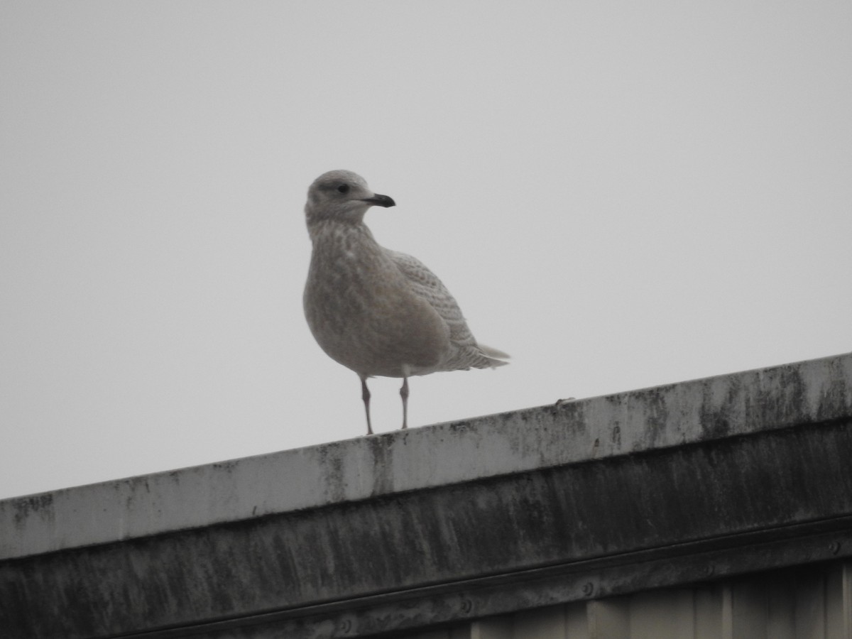 Gaviota Groenlandesa - ML609501958